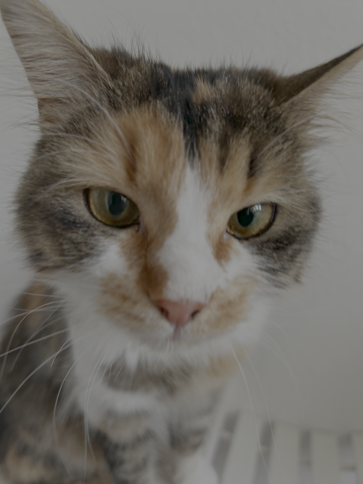 kleine bunte Katze, die in die Kamera schaut