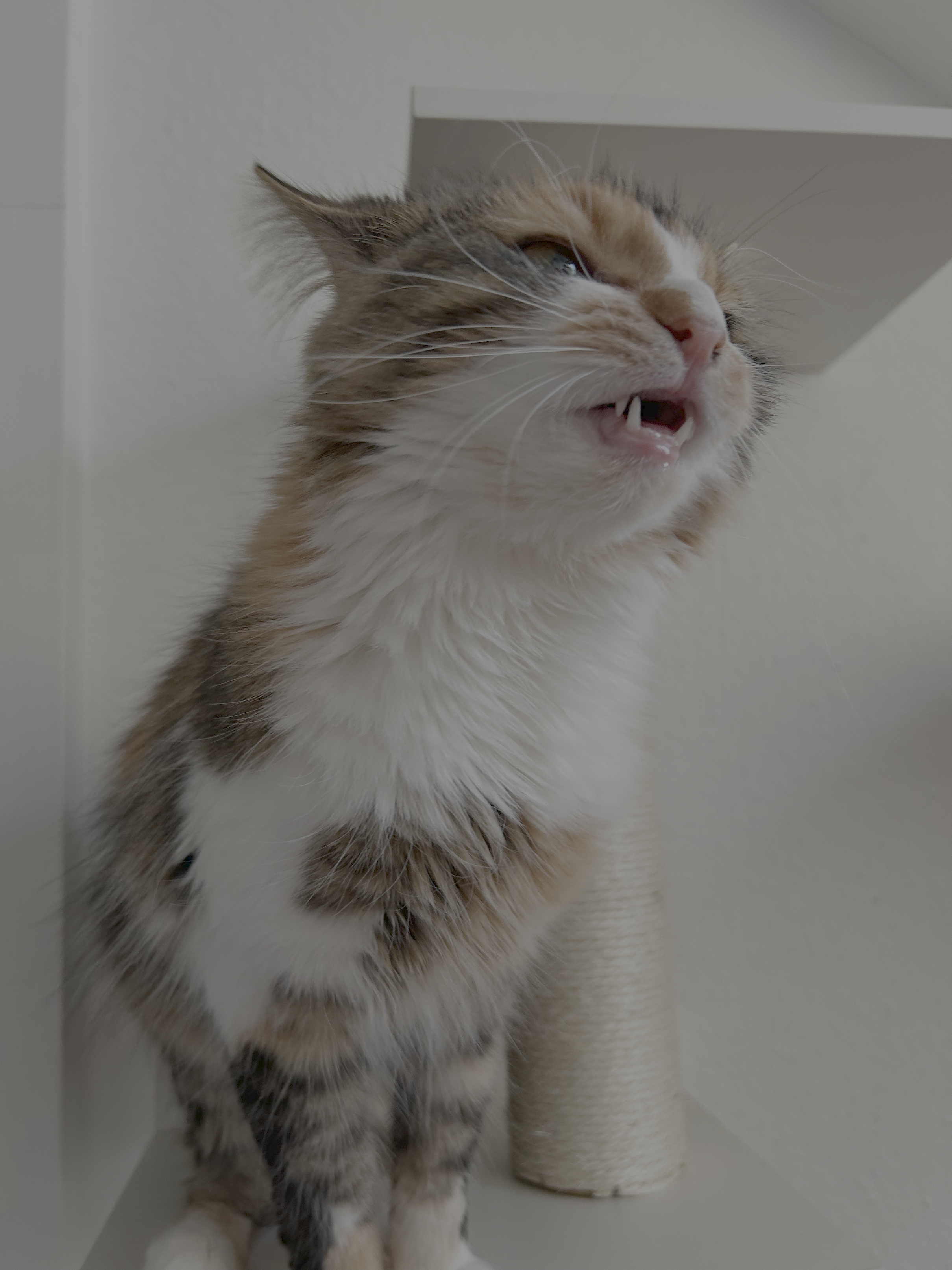 kleine bunte Katze, die gerade den Mund leicht geöffnet hat